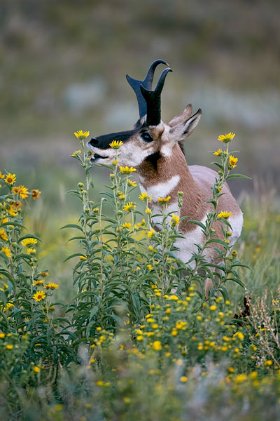 Pronghorn Buck Eating