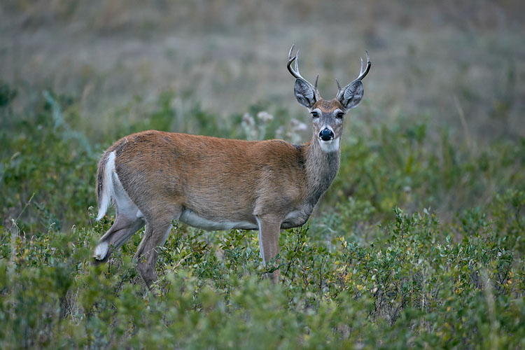 White-Tailed Deer Buck