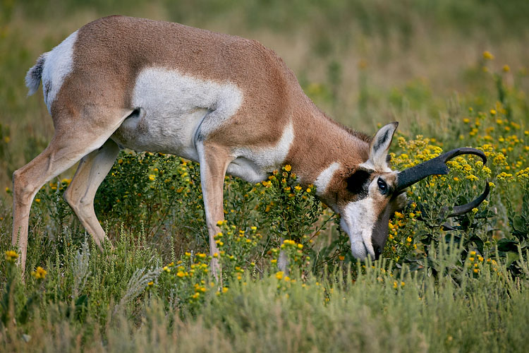 Pronghorn Buck