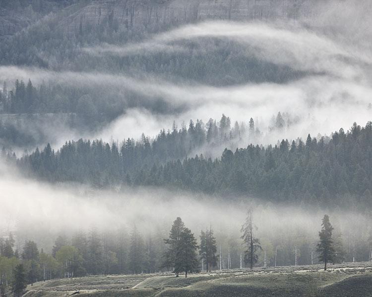 Fog Among Evergreens