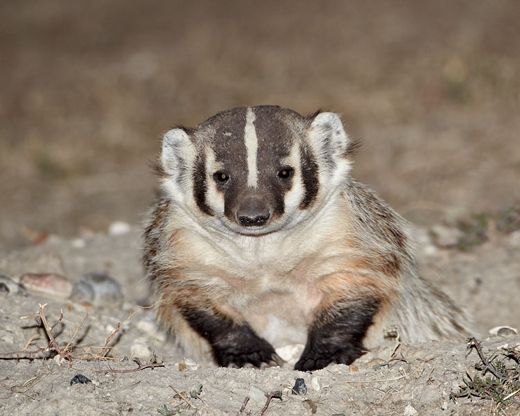 Badger