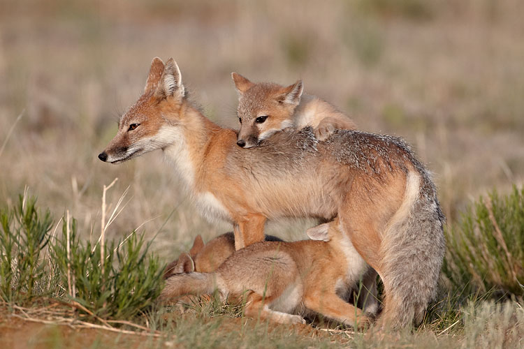 Swift Fox Vixen And Kits
