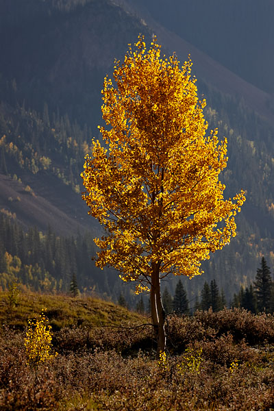 Backlit Aspen