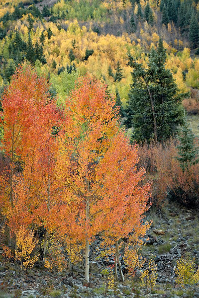 Orange Aspen