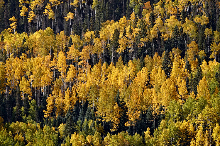 Yellow And Orange Aspens
