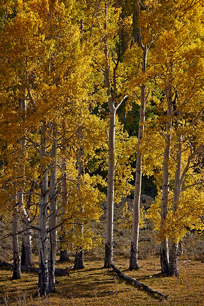 Yellow Aspens