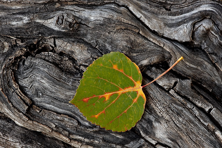 Turning Aspen Leaf
