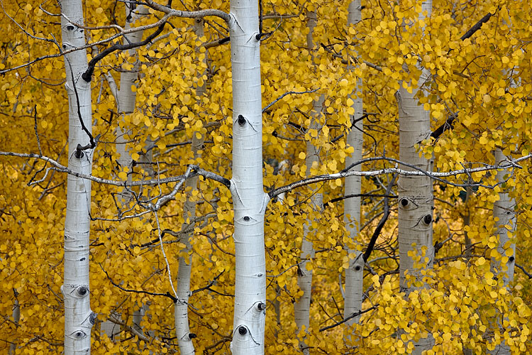 Aspen Trunks