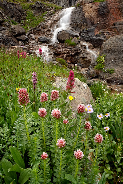 Wildflowers And Waterfall
