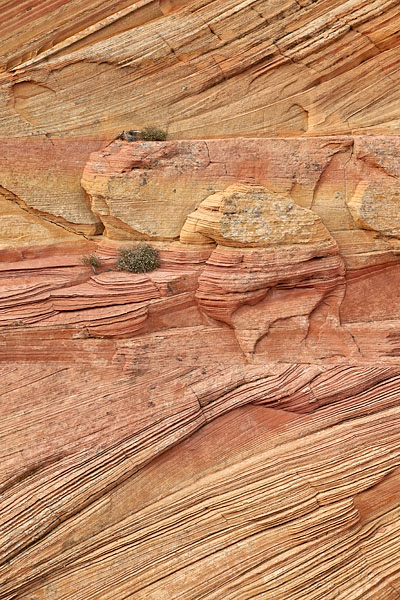 Sandstone Forms