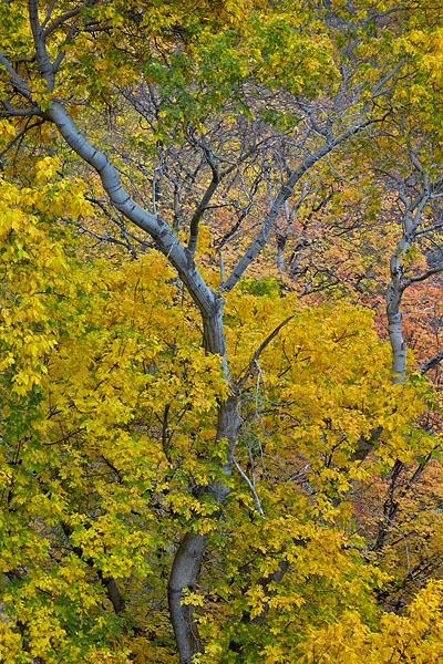 Yellow Boxelder Maples