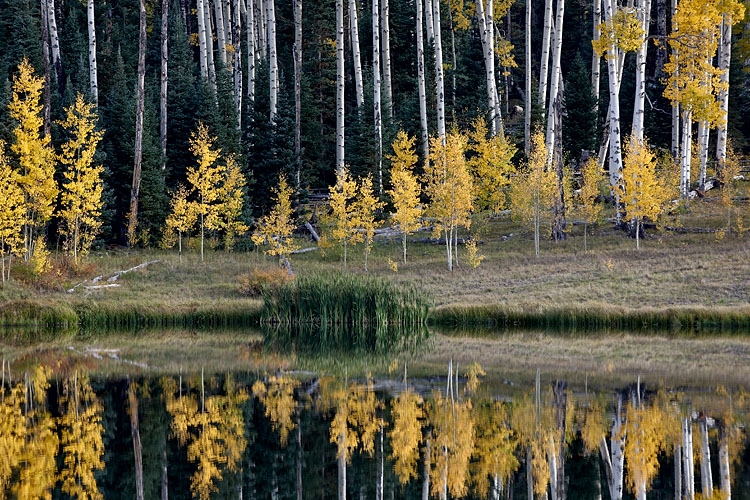 Yellow Aspens Reflected