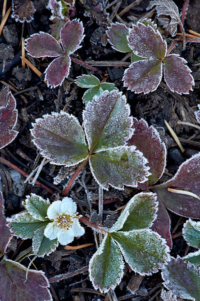 Frosty Wild Strawberry