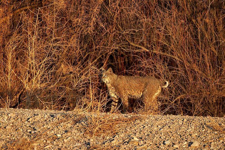 Bobcat