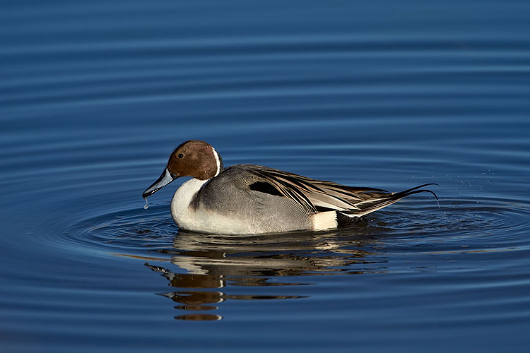 Northern Pintail Drake