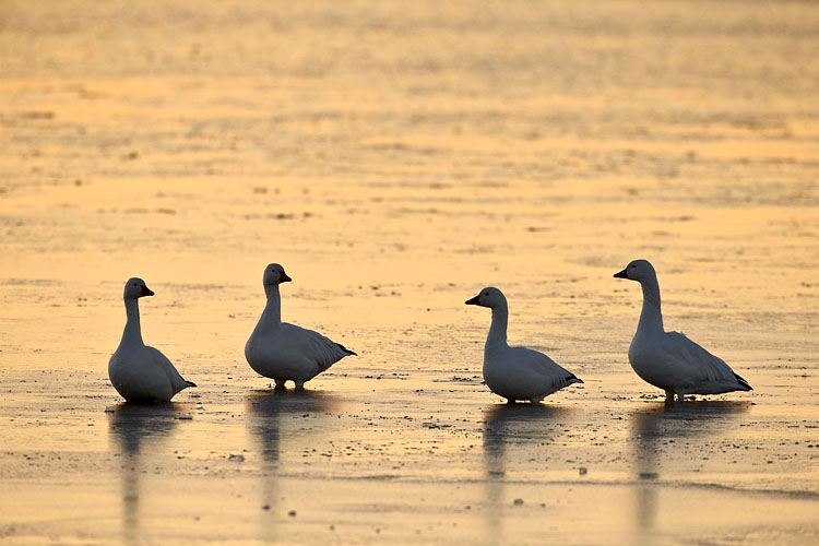 Snow Geese