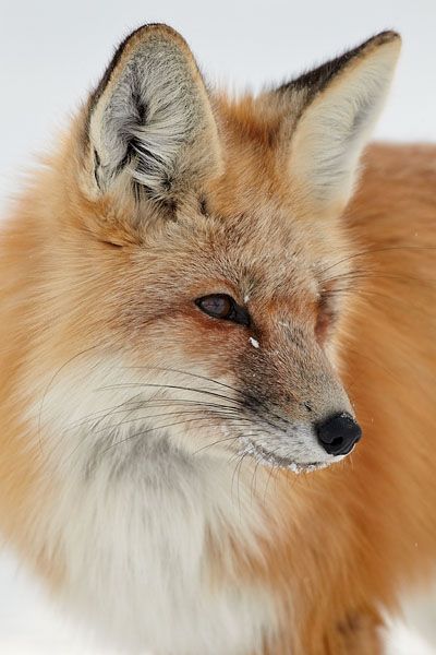 Red Fox