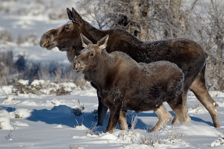 Moose Cow And Calf