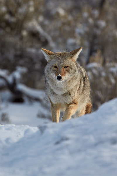 Coyote