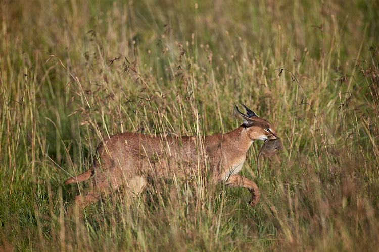 Caracal