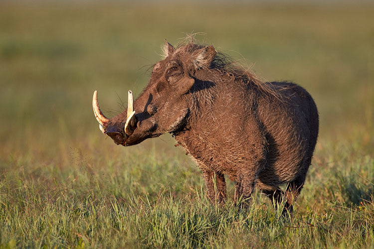 Warthog