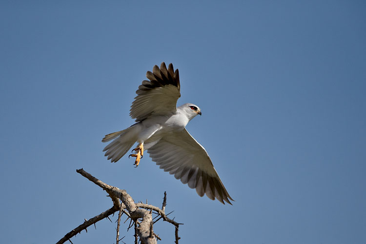 Black-Shouldered Kite