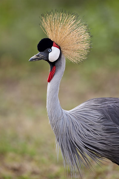 Grey Crowned Crane