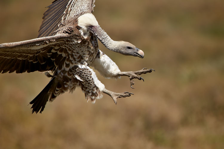 R&uuml;ppell's Griffon Vulture