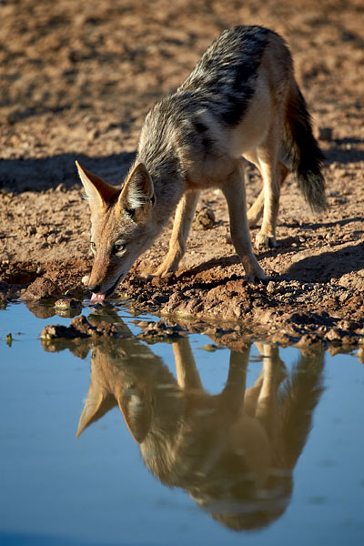 Black-Backed Jackal Drinking