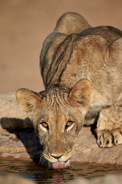 Lion Cub Drinking