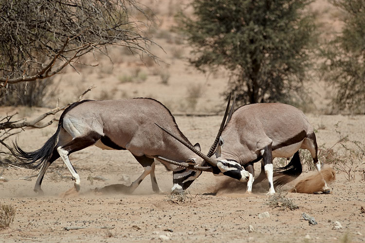 Gemsbok Fighting