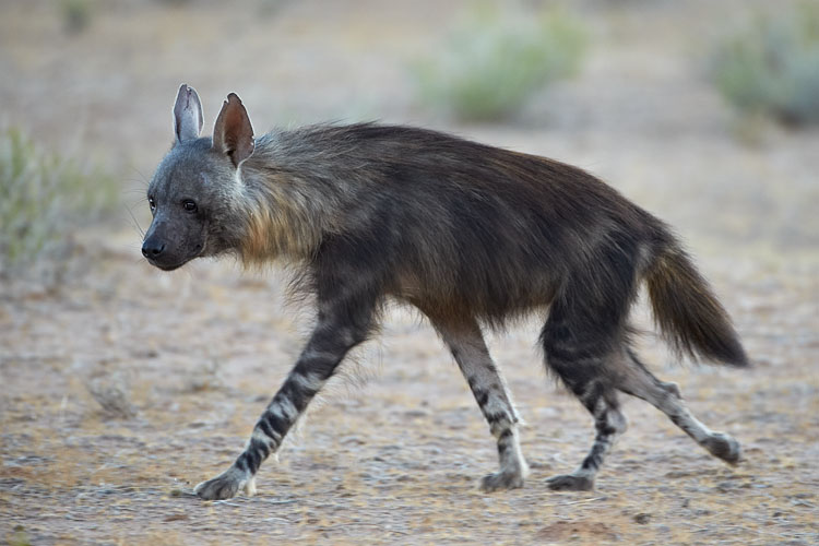 Brown Hyena