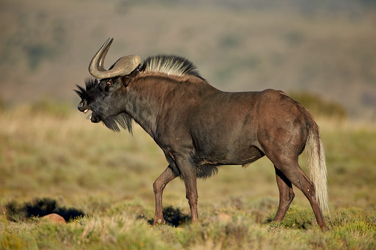 Black Wildebeest