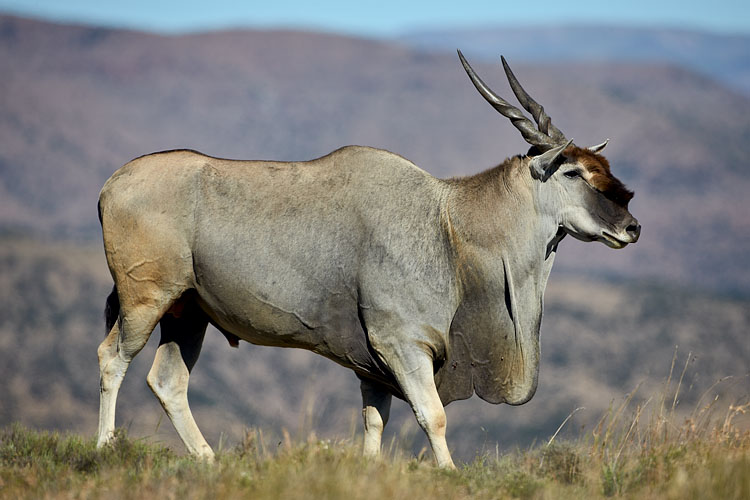 Common Eland
