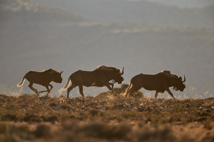 Black Wildebeest Running