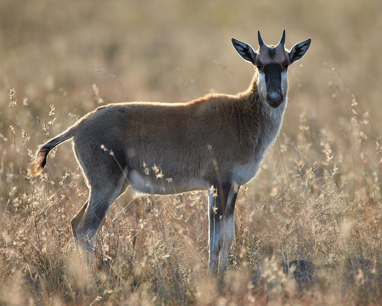Juvenile Blesbok