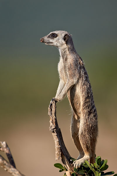 Meerkat
