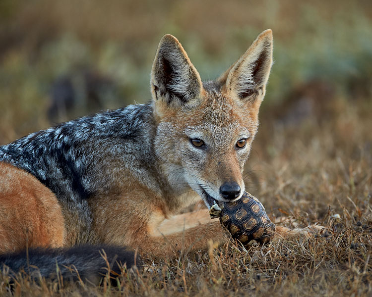 Black-Backed Jackal