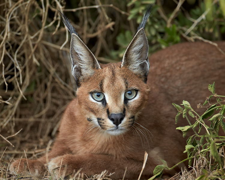Caracal