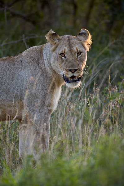 Lioness