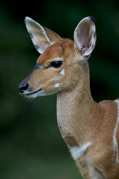 Young Nyala