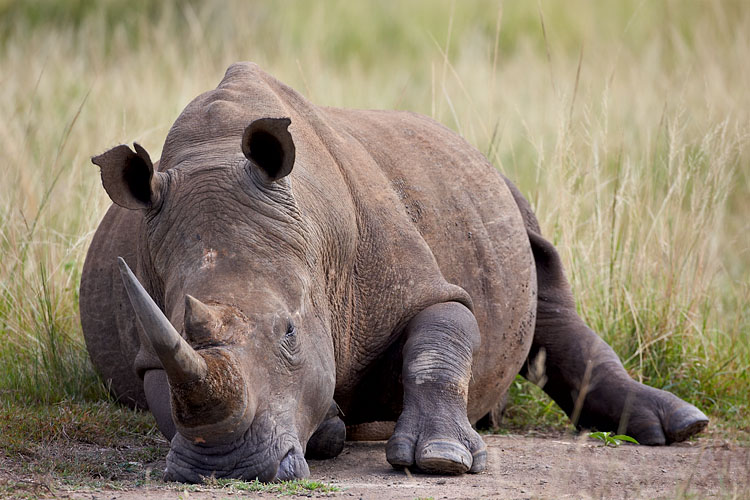 White Rhinoceros