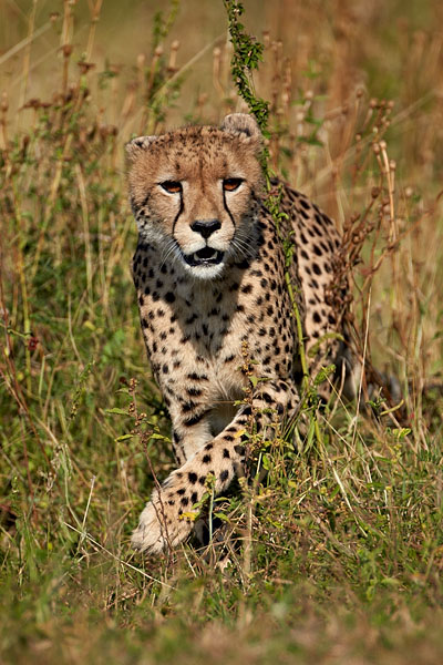 Cheetah