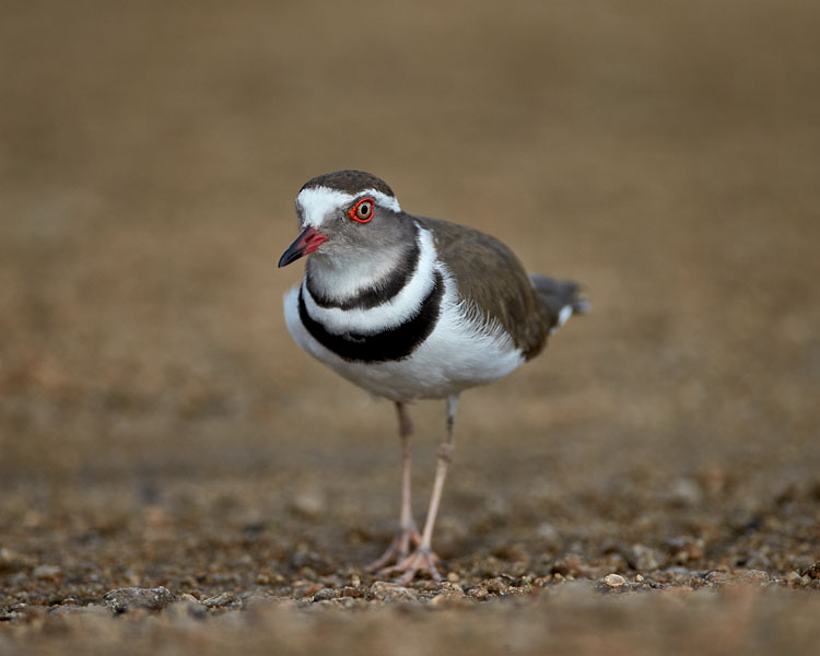 Three-Banded Plover