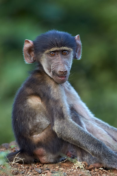 Infant Chacma Baboon