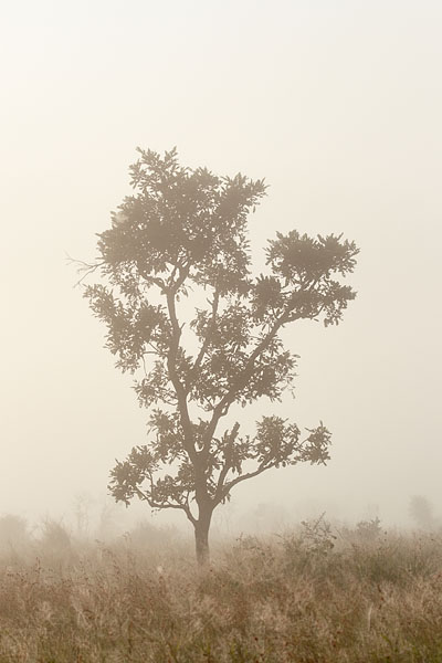 Tree In Fog