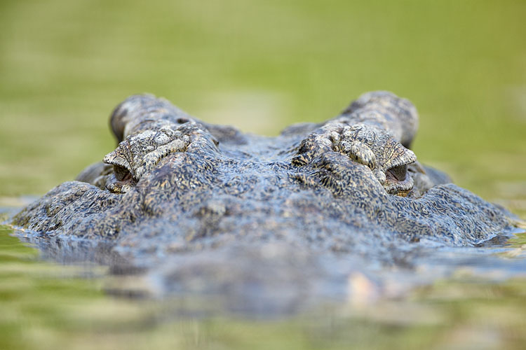Nile Crocodile