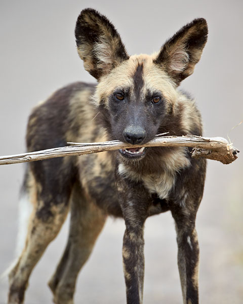 African Wild Dog
