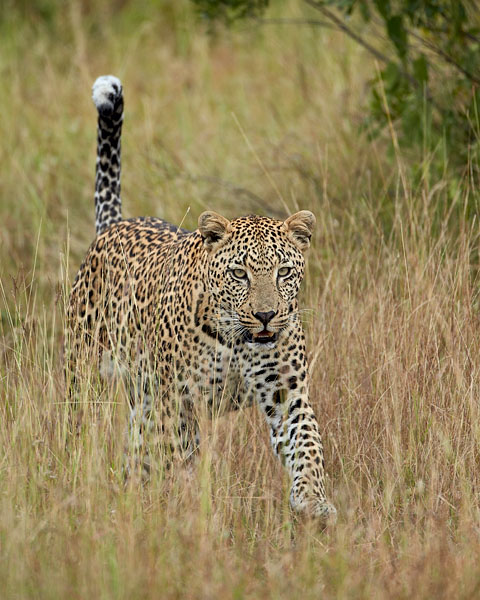 Leopard