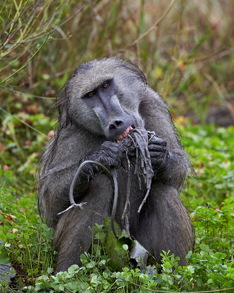 Chacma Baboon